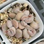 Adromischus Pink Ball Diana - Image 2