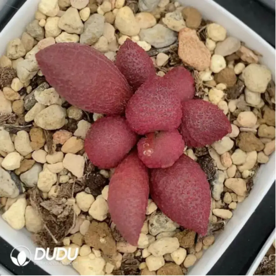 1756115450-1-2036.webp Adromischus Red Apple - Image 1