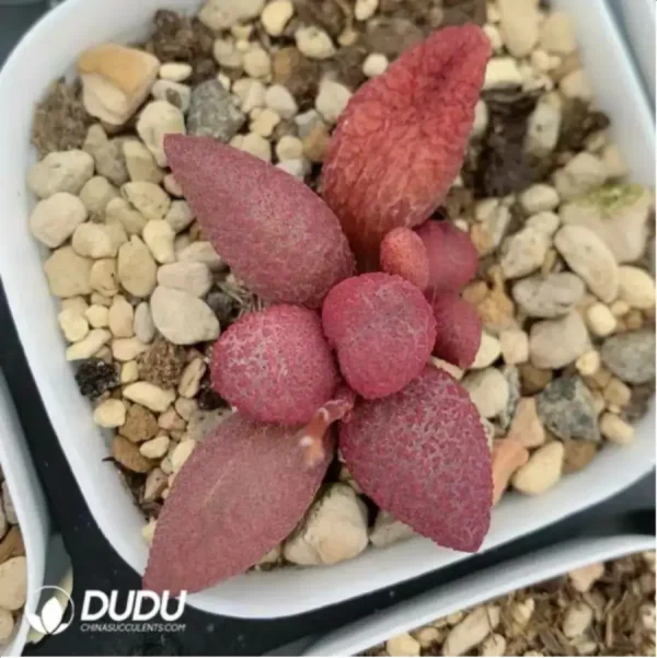 Adromischus Red Apple - Image 2