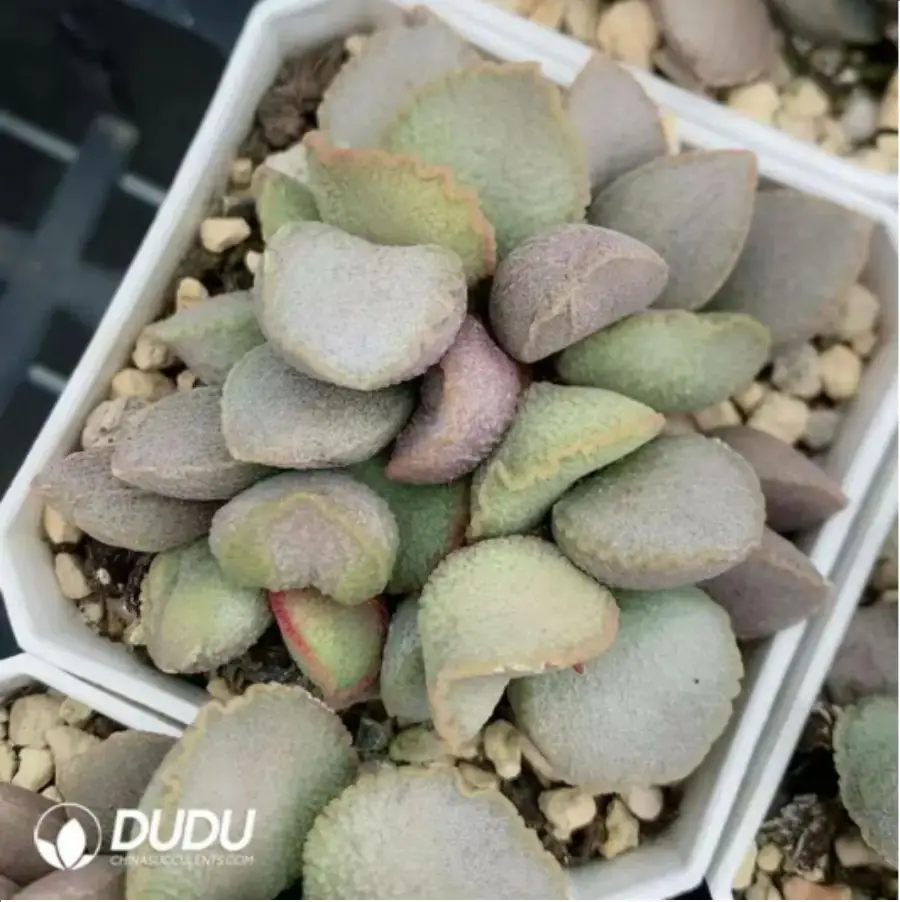 1756115453-1-2033.webp Adromischus Glass - Image 1