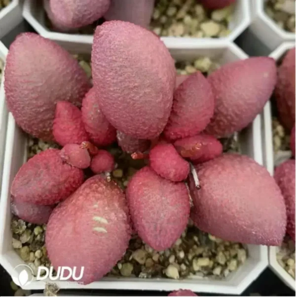Adromischus Red Apple - Image 2