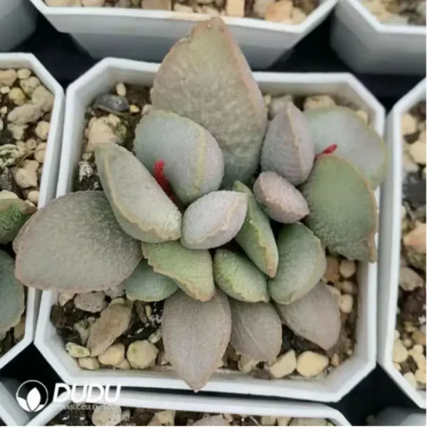 Adromischus Glass - Image 2
