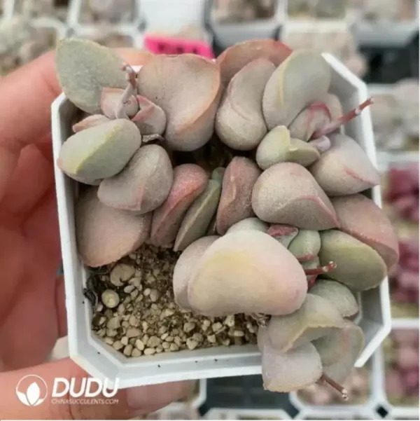 Adromischus Pink Snow Eggs Clustering - Image 2