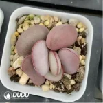 Adromischus Red Egg