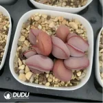 Adromischus Red Egg Double Heads
