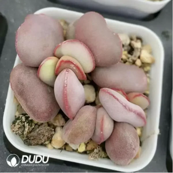 Adromischus Red Egg Double Heads - Image 2