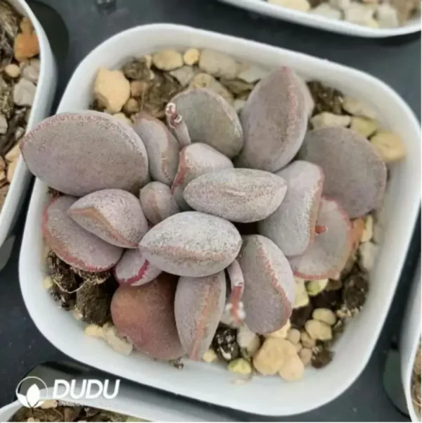 Adromischus Dumpling - Image 2