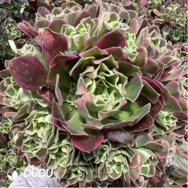 Aeonium Baifeng Variegated Clustering - Image 1
