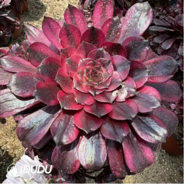 Aeonium Meiji Variegated Clustering - Image 2