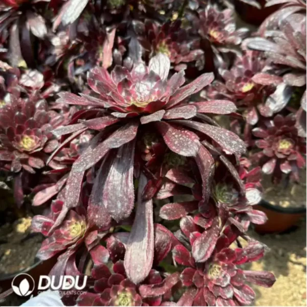 Aeonium Yaoji Clustering - Image 1