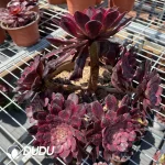 Aeonium Red King Kong Clustering
