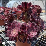 Aeonium Red King Kong Clustering - Image 2