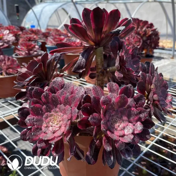 Aeonium Red King Kong Clustering - Image 2