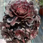 Aeonium Moji Clustering