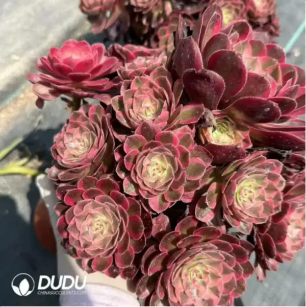 Aeonium jade posture Clustering - Image 1