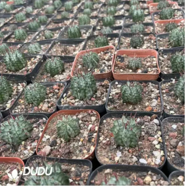 1756115486-1-2002.webp Euphorbia-Horrida Boiss - Image 1