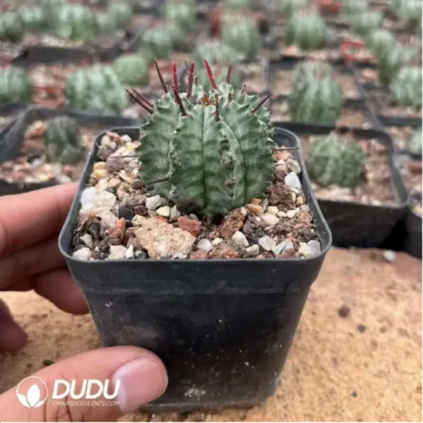 1756115487-2-1243.webp Euphorbia-Horrida Boiss - Image 2