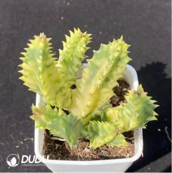 (Rooted Cutting)Orbea Haw. Stapeliagigantea Variegated - Image 1