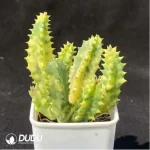 (Rooted Cutting)Orbea Haw. Stapeliagigantea Variegated - Image 2