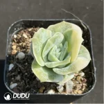 Echeveria Lovely Rose variegated