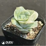 Echeveria Lovely Rose variegated - Image 2