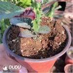 Euphorbiaceae-Monadenium Kirin Variegated(With caudex)