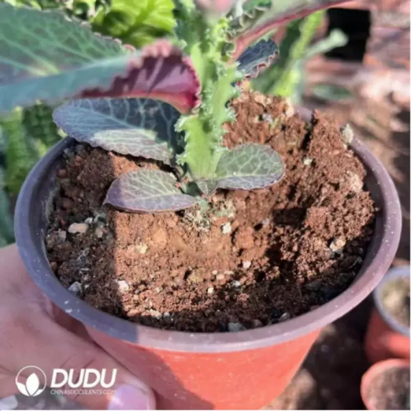 1756115493-1-2060.webp Euphorbiaceae-Monadenium Kirin Variegated(With caudex) - Image 1