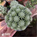 Euphorbiaceae-Euphorbia-Sepulta Clustering(Grafted) - Image 2