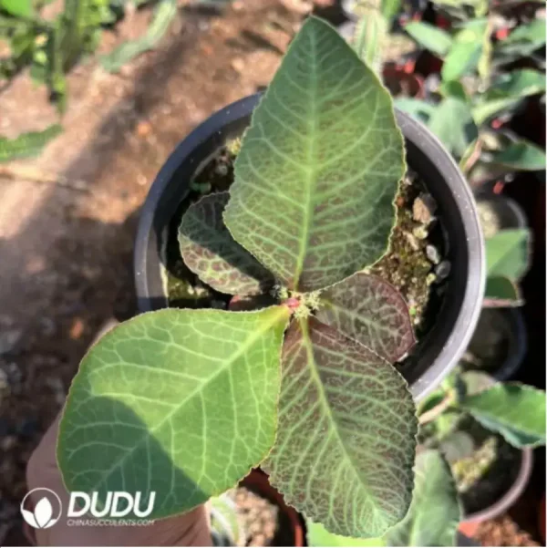 1756115494-2-1296.webp Euphorbiaceae-Monadenium Kirin Variegated(With caudex) - Image 2