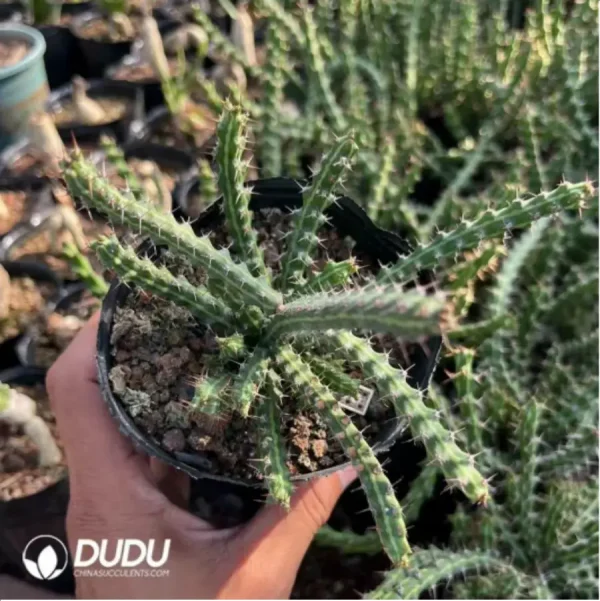 Euphorbiaceae-Euphorbia-Aeruginosa(With caudex)Leaf 90MM long, including caudex 200MM - Image 1