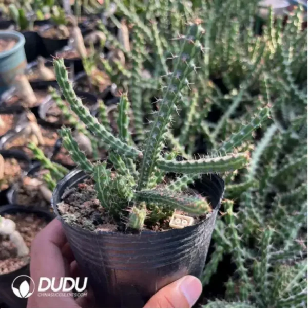 Euphorbiaceae-Euphorbia-Aeruginosa(With caudex)Leaf 90MM long, including caudex 200MM - Image 2