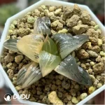 Haworthia'Red Lines Variegated