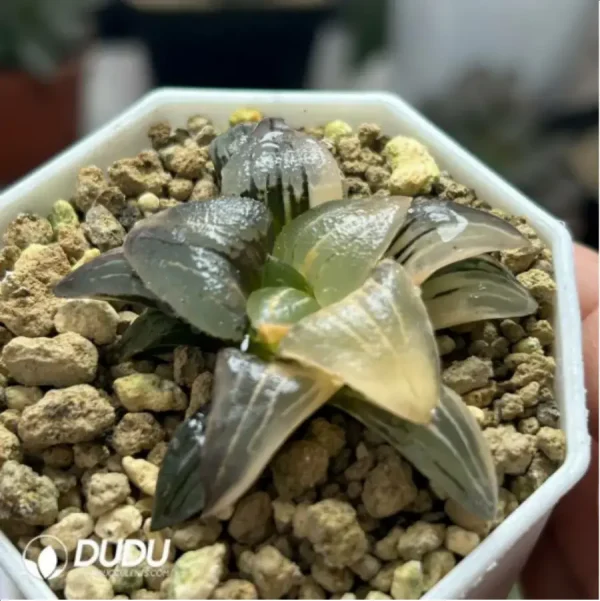 Haworthia'Red Lines Variegated - Image 2