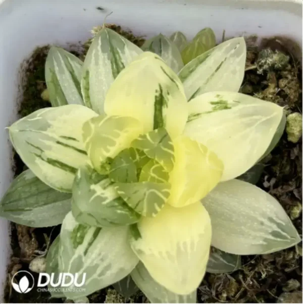 1756115499-1-1959.webp Haworthia Hanabi Variegated - Image 1