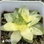 Haworthia Hanabi Variegated - Image 2