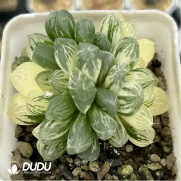 Haworthia Cooperi sp Suzhou cluster Variegated Double Head - Image 1