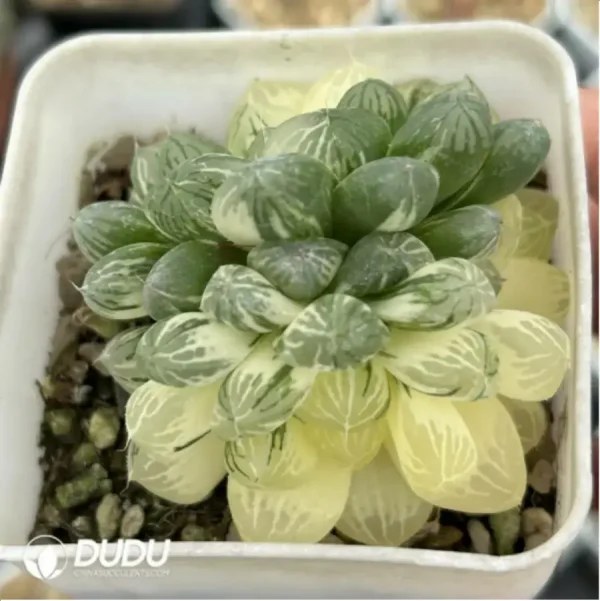 Haworthia Cooperi sp Suzhou cluster Variegated Double Head - Image 2