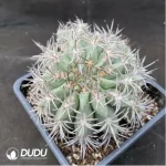 Cactus neochilenia pulchella