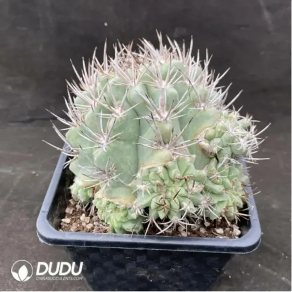 Cactus neochilenia pulchella - Image 2