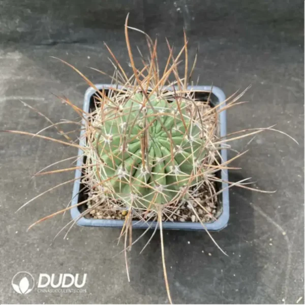 Cactus-Echinopsis ferox - Image 1