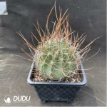 Cactus-Echinopsis ferox - Image 2