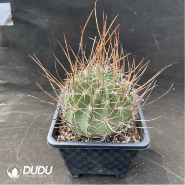 Cactus-Echinopsis ferox - Image 2