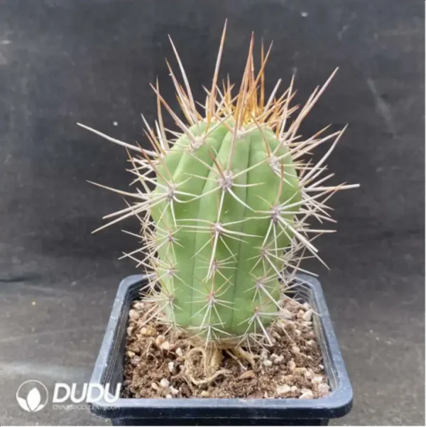 Cactus Jin Jilong - Image 1