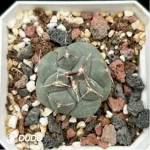 Cactus-TheloCactus-hexaedrophorus