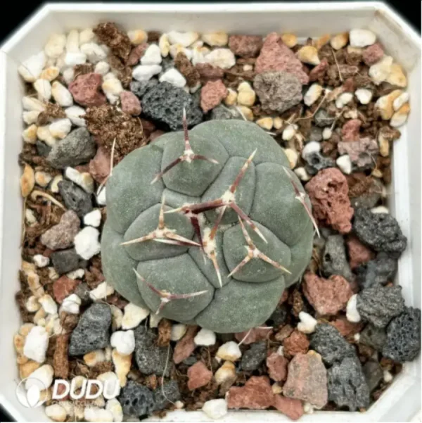 1756115516-1-1938.webp Cactus-TheloCactus-hexaedrophorus - Image 1