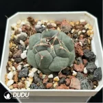 Cactus-TheloCactus-hexaedrophorus - Image 2