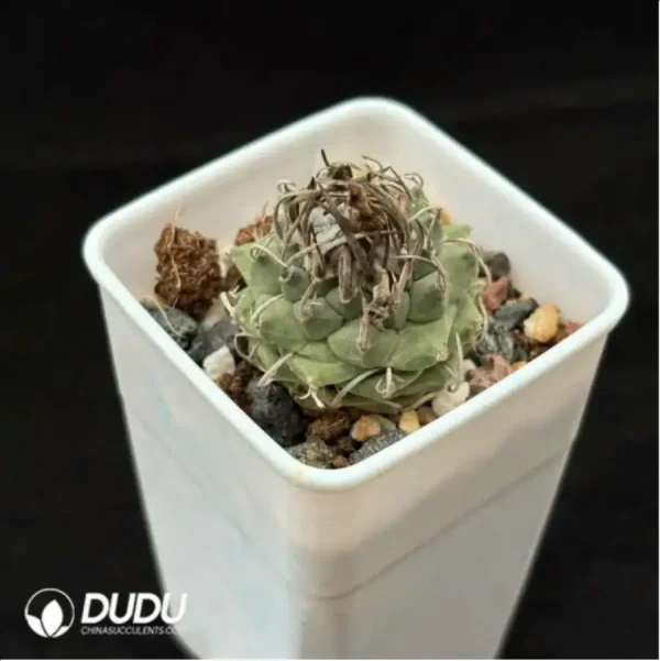 1756115519-2-1179.webp Cactus-Turbinicarpus schmiedickeanus - Image 2