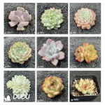 Blind Box Of Echeveria Set (100Pcs Succulents) Moq1