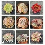 Blind Box Of Echeveria Set (100Pcs Succulents) Moq1 - Image 3