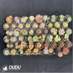 DUDU Collocation-1009